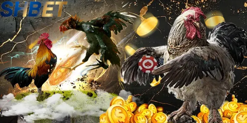 Đá gà SHBET được nhiều sư kê lựa chọn nhờ chất lượng phát sóng ổn định