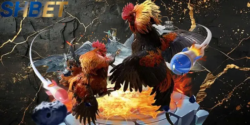 SHBET mang đến cho người chơi loạt trận đấu hấp dẫn với quy mô lớn